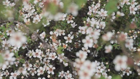 Abeja-De-Miel-Occidental-Moviéndose-Sobre-Impresionantes-Flores-Blancas-De-Manuka