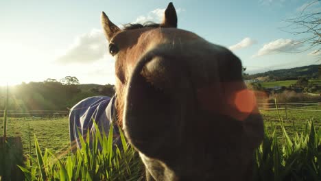 close slow motion shot of a horse smelling the camera