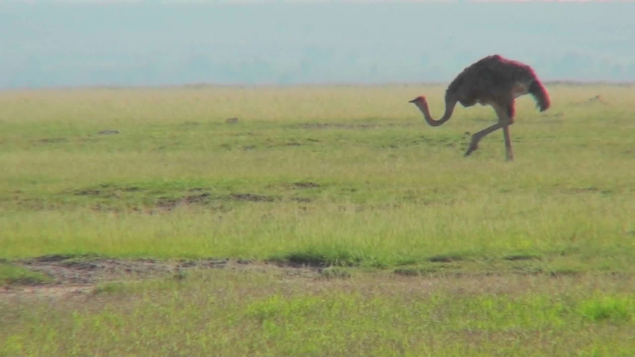 Uno struzzo cammina nelle pianure dell'Africa.