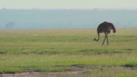 un avestruz camina por las llanuras de áfrica