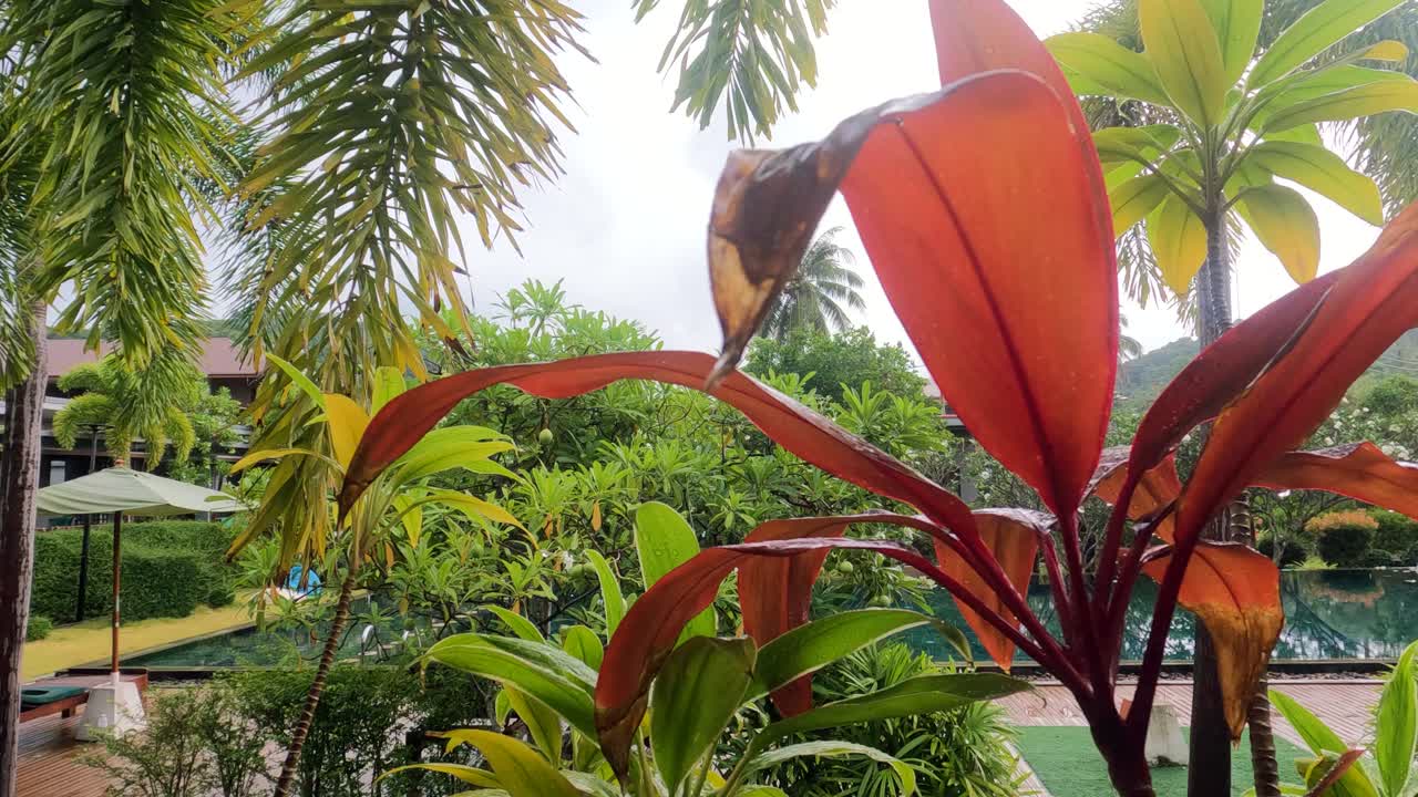 Close-up of raindrops on a vibrant leaf in Koh Phangan, Thailand, with lush tropical foliage in the background.