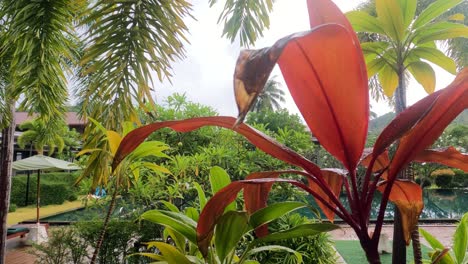 close-up of raindrops on a vibrant leaf in koh phangan, thailand, with lush tropical foliage in the background.