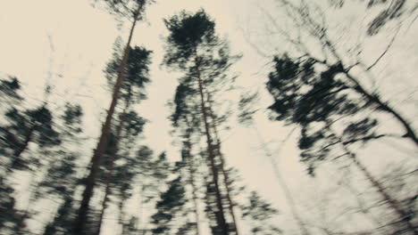 dizzying view of a forest