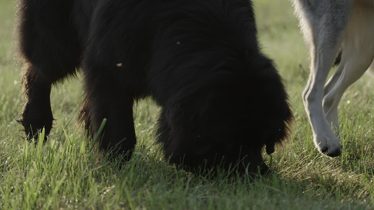 Dogs of different breeds playing together on green grass field, curious expression, Slow motion