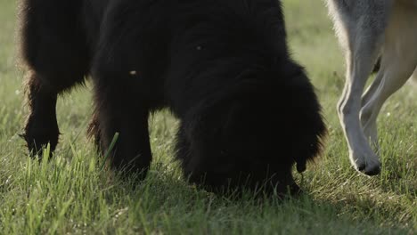 dogs of different breeds playing together on green grass field, curious expression, slow motion