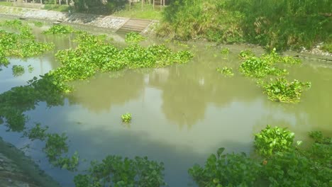 Plants-Drift-Along-a-Canal-in-Ayutthaya,-Thailand-on-a-Sunny-Day