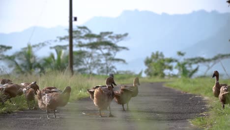 Zeitlupe---Nahaufnahme-Einer-Herde-Von-Enten-In-Der-Sonne-Mit-Gras-Im-Vordergrund,-Nachdem-Sie-Auf-Den-Feldern-Gehütet-Wurden