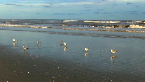 Gaviotas-De-Pie-En-Piscinas-Poco-Profundas-De-Agua-De-Mar-En-Busca-De-Comida,-Mientras-Las-Olas-Chocan-Más-Lejos-De-La-Costa-4k-30fps,-Cámara-Lenta