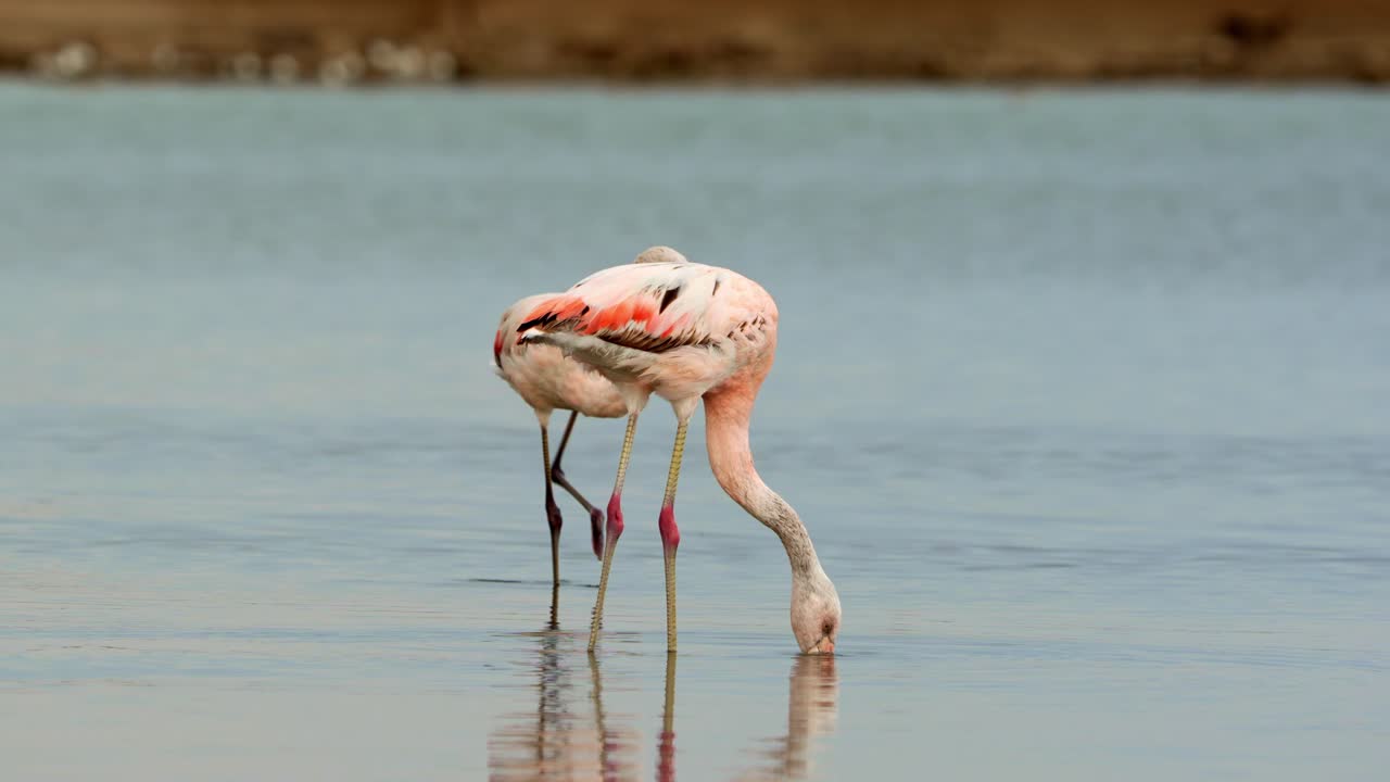 호수, ansenuza 국립 공원, 아르헨티나에서 wadding 플라밍고