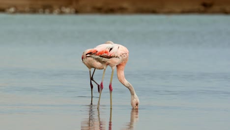 Guata-De-Flamencos-En-Un-Lago,-Parque-Nacional-Ansenuza,-Argentina