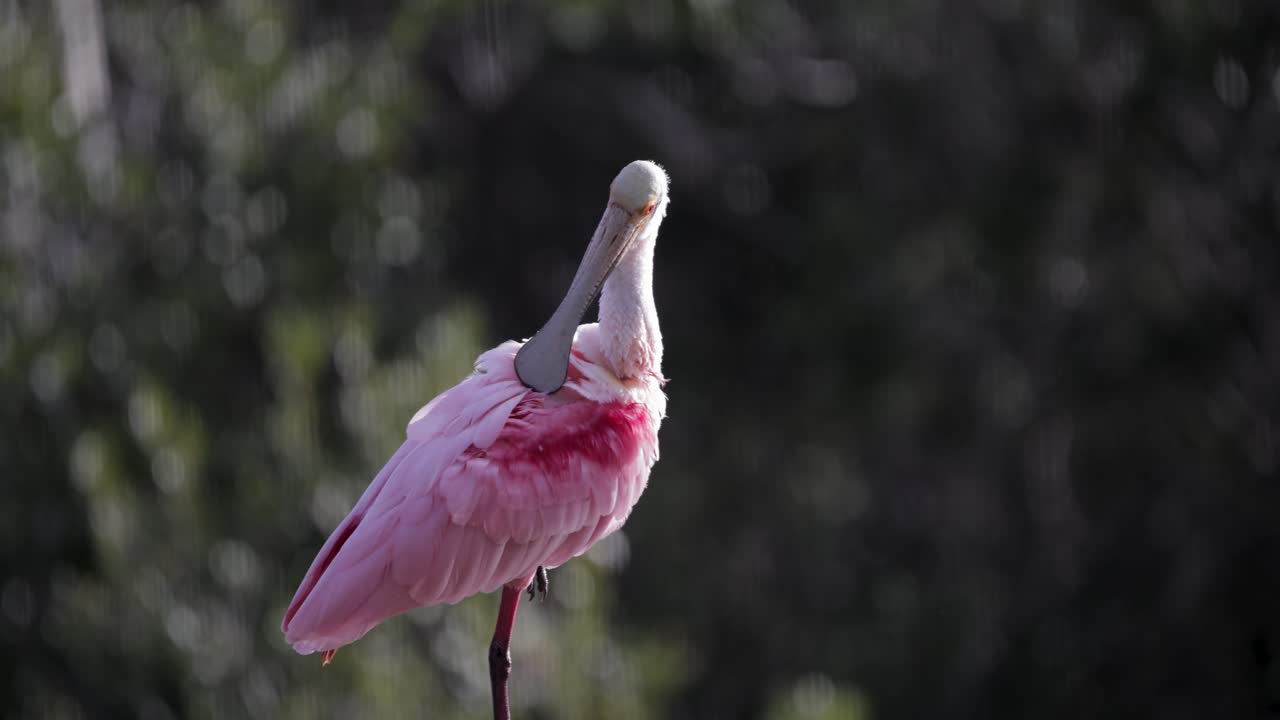 Roseate spoonbill standing in profile in shaded wetlands, vibrant pink plumage lit against dark green background