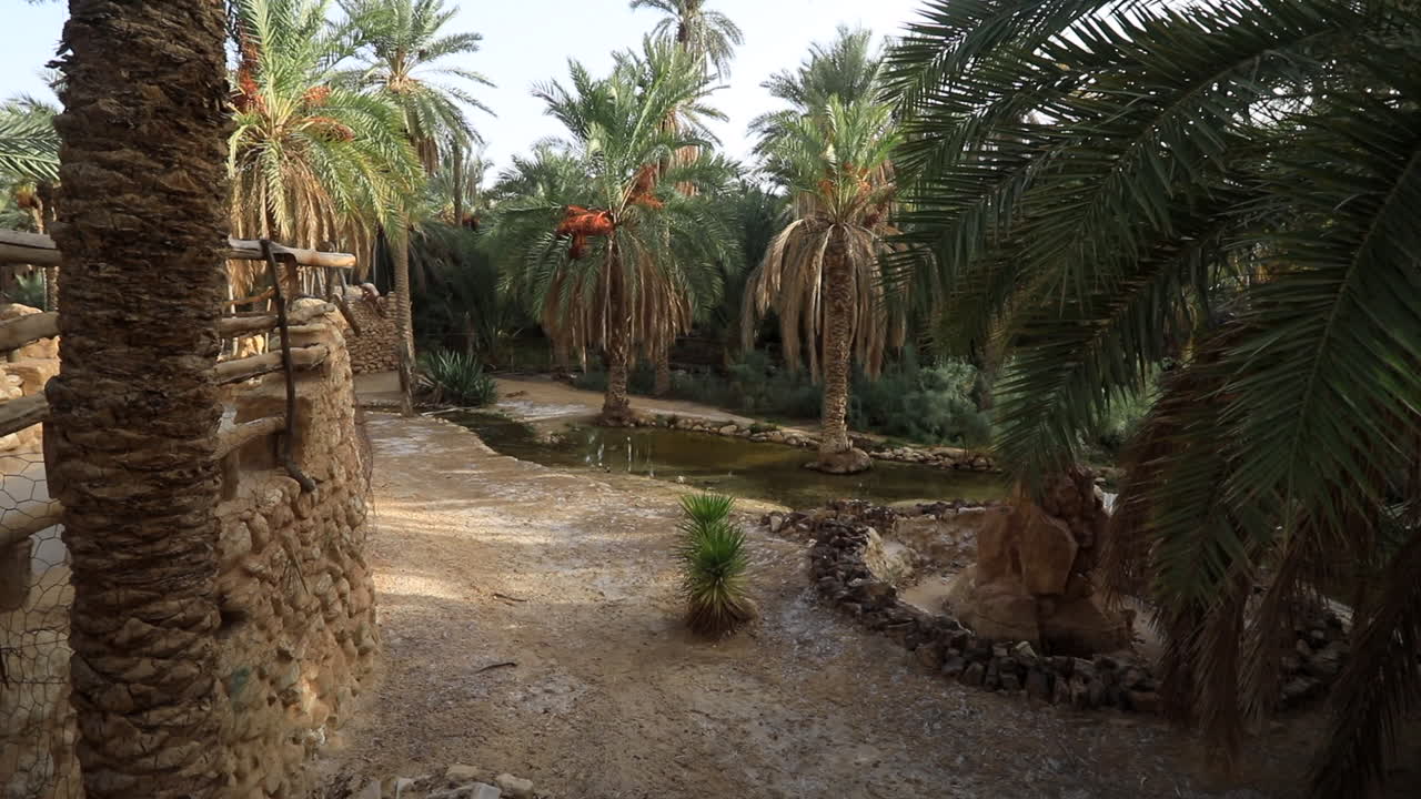 Oasis in Sbeitla with lush date palms and tranquil water, surrounded by stone walls