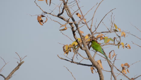 ave comedora de abejas de cola de golondrina que se alimenta de las hojas secas de un árbol