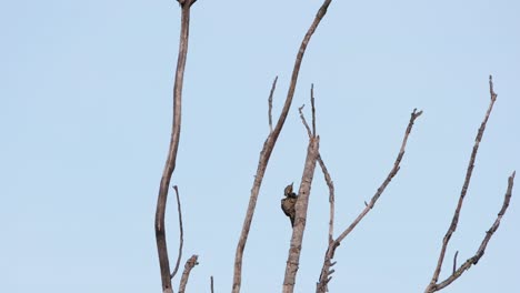 Clinging-on-the-side-of-a-bare-branch,-a-Common-Flameback-Dinopium-javanense-is-preening-its-wings-and-feathers-inside-Khaeng-Krachan-National-Park-in-Phetchaburi-Province-in-Thailand