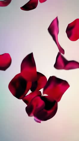 los pétalos de rosas que caen
