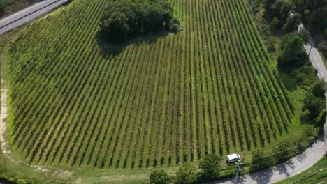 Aerial-View-of-Green-Vineyard-Field-in-Portugal,-Viticulture-Grape-Vine-Farm