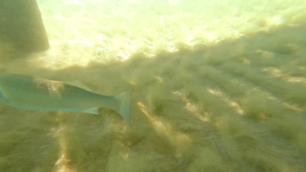 A European seabass fish swimming in the sea