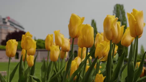 spring flowers in park 4k