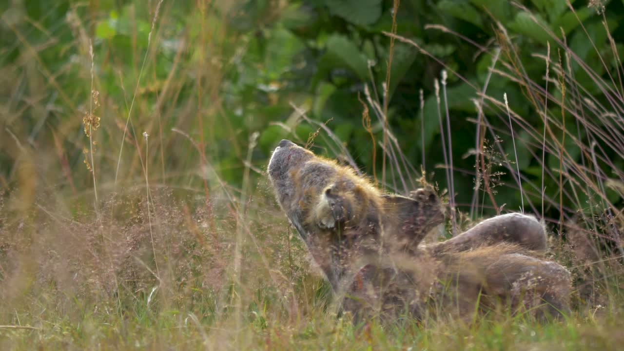 Fox infected with scabies itching himself in slow-motion