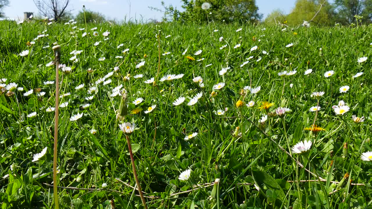 야생화가 있는 봄 초원 - 데이지와 민들레