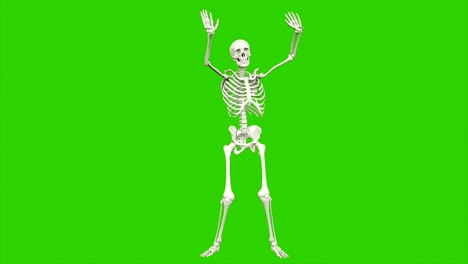 el baile del esqueleto. animación de bucle sin costuras en pantalla verde.