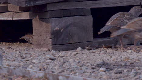 Baby-California-Quail-chicks-hiding-in-junk-yard-looking-for-food-in-slow-motion