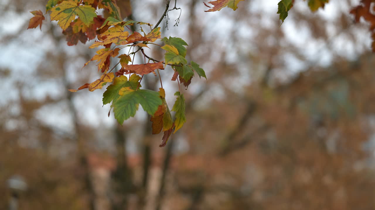 Maple leaves turning colors during autumn