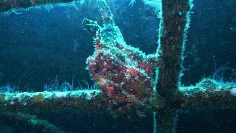 incredible upside down frogfish looking down from a shipwreck