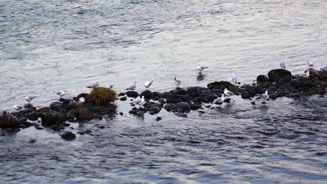 Bandada-De-Gaviotas-De-Cabeza-Negra-Relajándose-En-Las-Rocas-En-Las-Aguas-Rápidas-Del-Río-Adige-En-Verona,-Italia