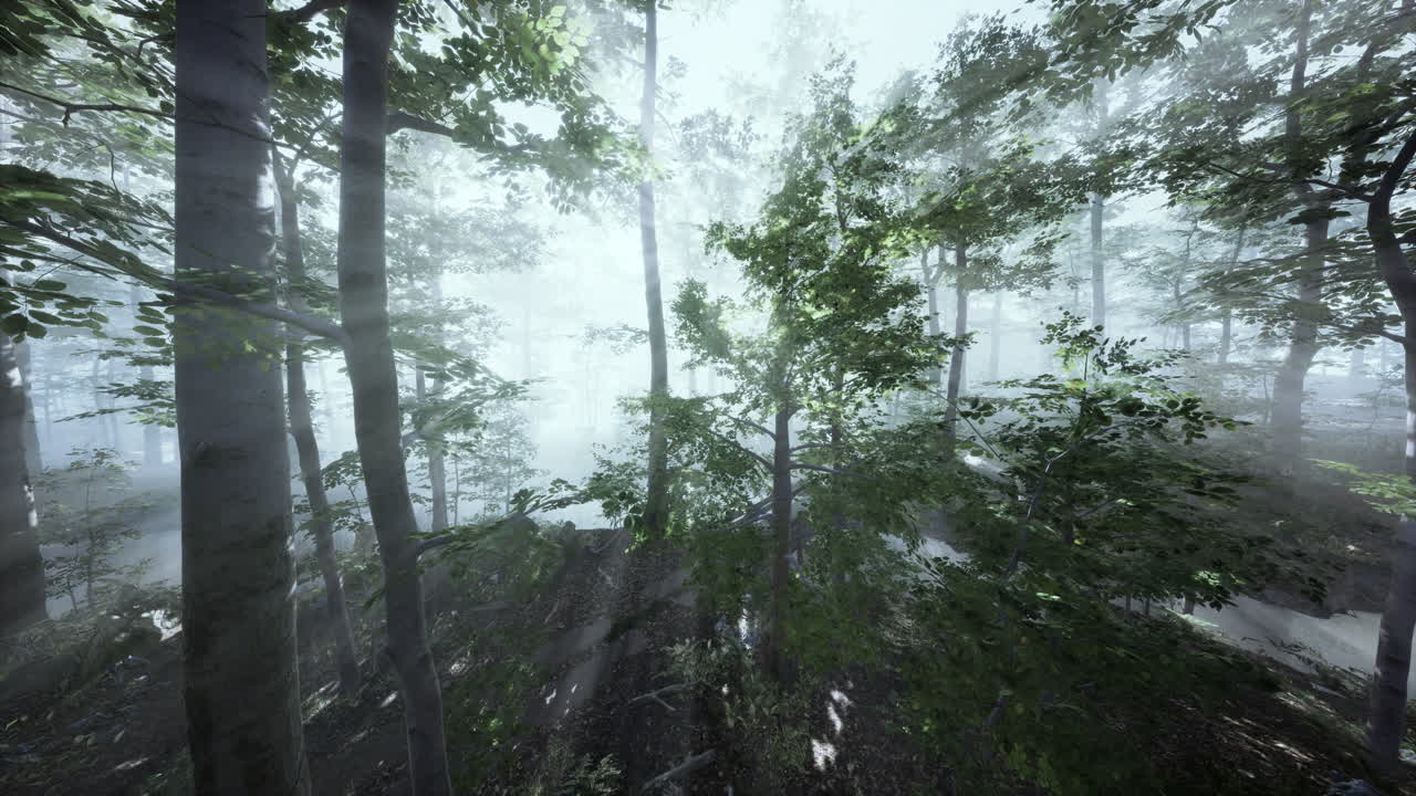 fpv 드론에 의해 나무를 통해 빛 광선을 가진 마법의 숲