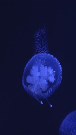 blue spotted jellyfish swimming in dark water