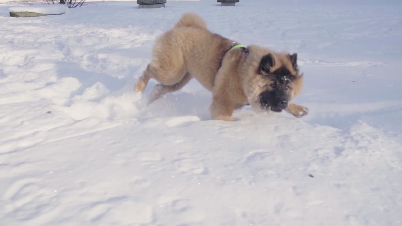 cachorro eurasier corriendo en la nieve cachorro corriendo en la nieve