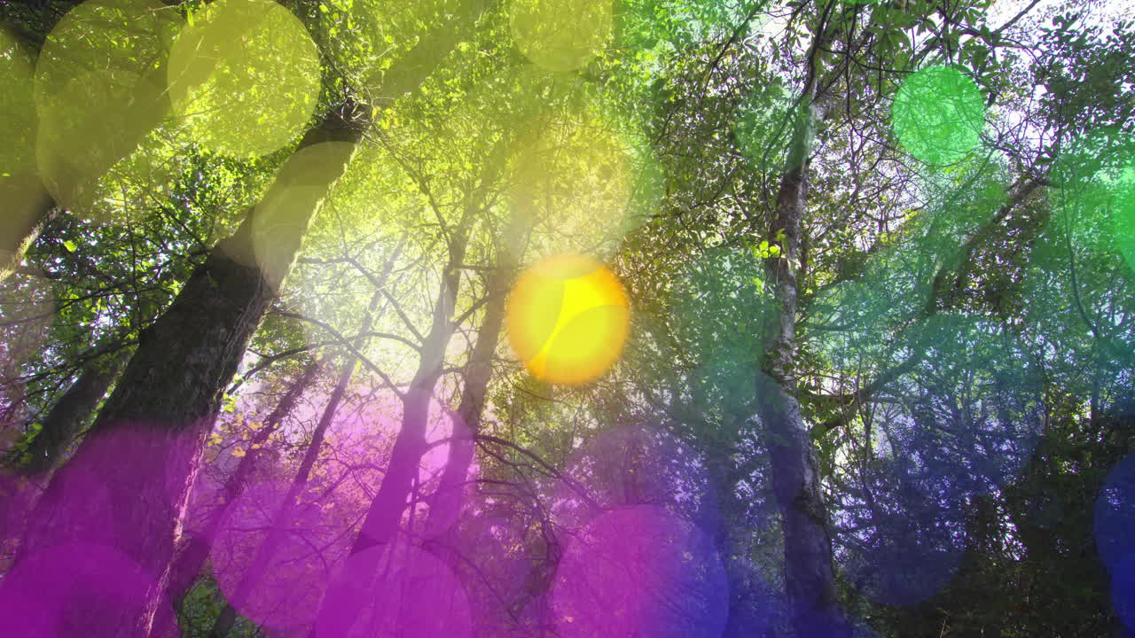 Animation of colorful light bokeh effect overlaying tall trees in forest scene