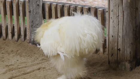 white peafowl in a pen