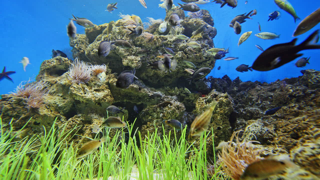 Peces tropicales en acuario