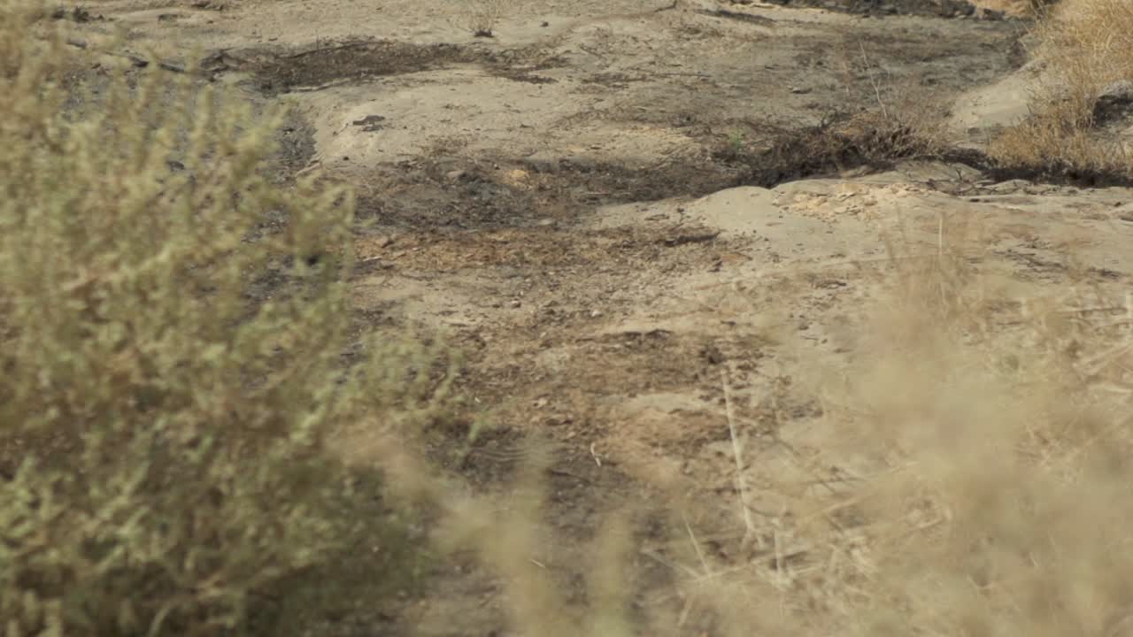 Vegetation in desert area. Pan tilt up, rack focus