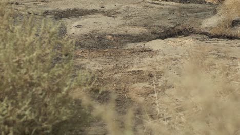 vegetation in desert area. pan tilt up, rack focus