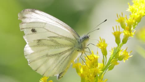 pieris brassicae, the large white butterfly, also called cabbage butterfly. large white is common throughout europe, north africa and asia often in agricultural areas, meadows and parkland.