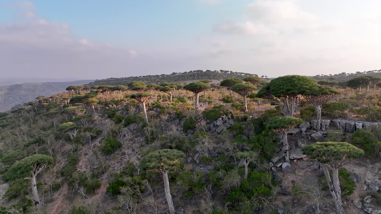 socotra, yemen - volando sobre la meseta de diksam con árboles de sangre de dragón - drone volando hacia adelante