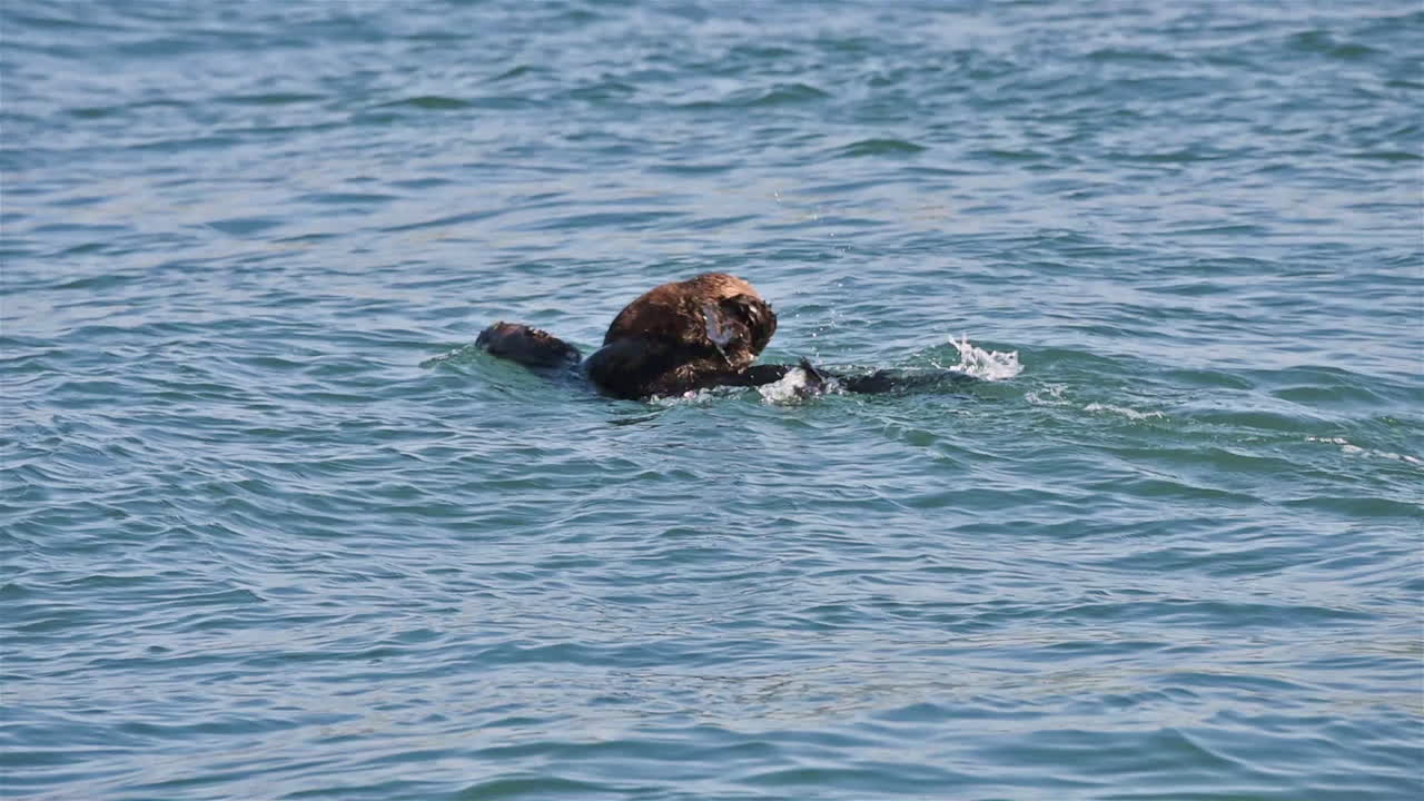 새끼를 품에 안고 수영하는 어미 해달