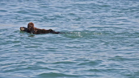 a sea otter mother carries her pup on her chest while swimming