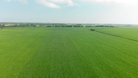 4k forward flying aerial drone over cornfield blue sunny sky with clouds