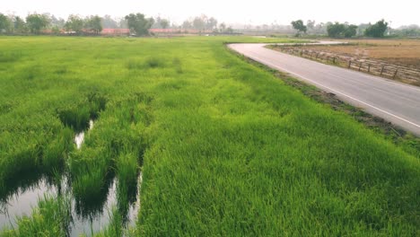 Aerial-view-of-agriculture-in-rice-fields-for-cultivation