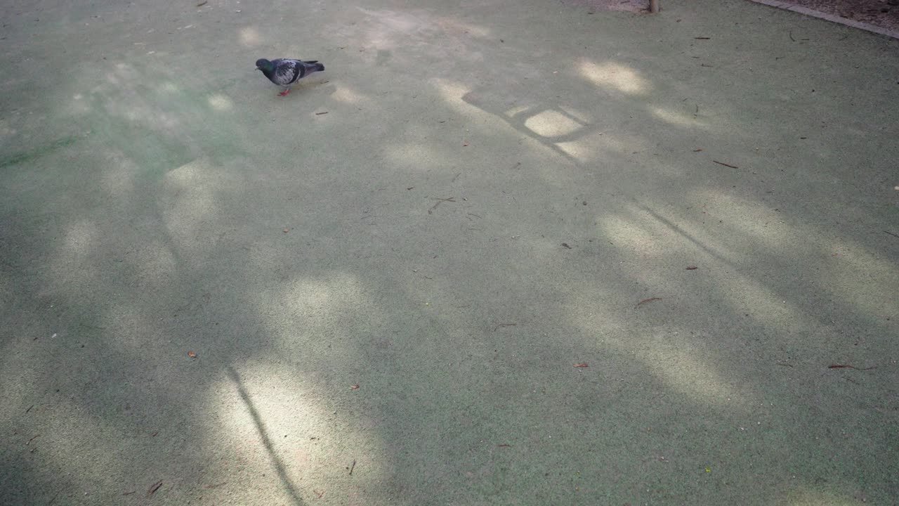 놀이터에서 손에  ⁇ 는 비둘기 느린 동작과 함께 흔들리는 스 ⁇ 의 그림자