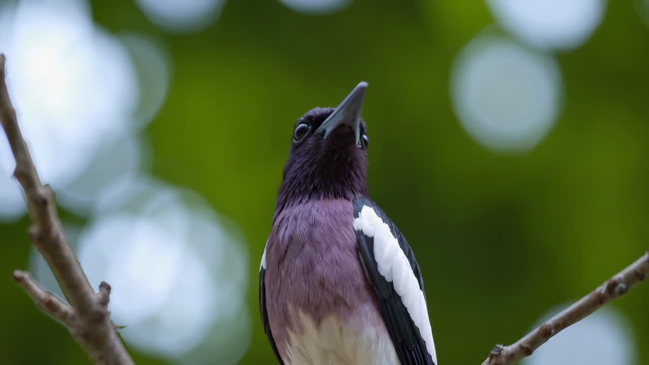 Close-up of a Purple Bird Perched on a Branch