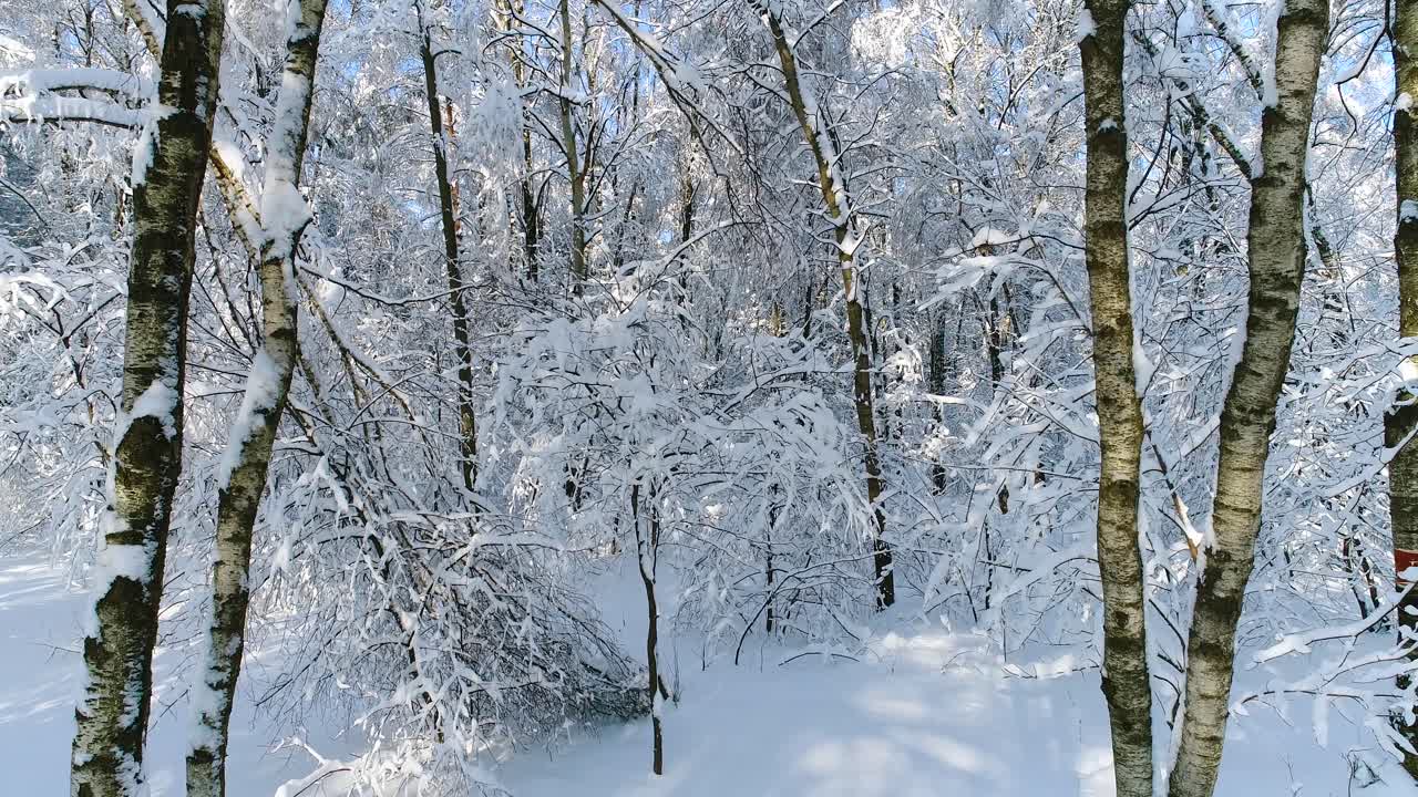 숲에 눈 덮인 가지입니다. 겨울 요정 배경