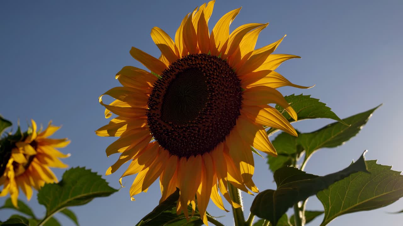 Close-up, low-angle shot of a sunflower against a clear sky, capturing vibrant petals and leaves
