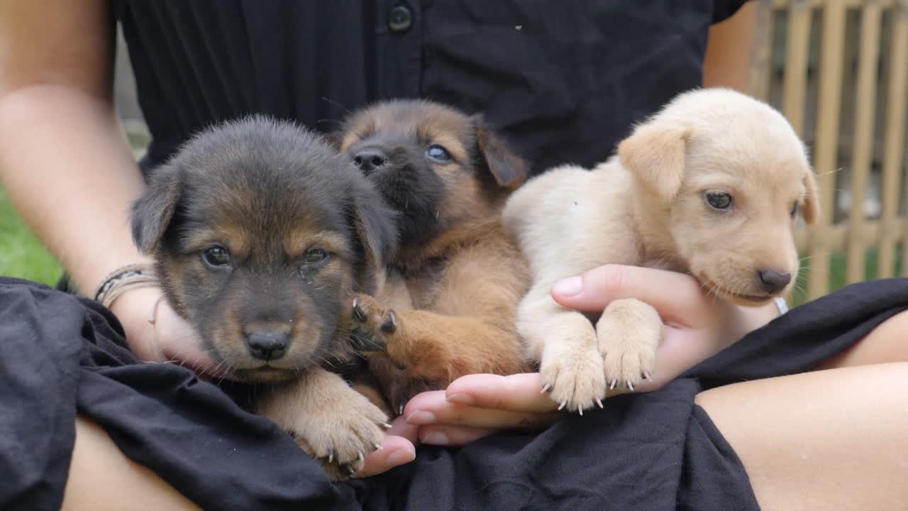 밖에 있는 여자의 무릎에 있는 사랑스러운 강아지 세 마리의 슬로우 모션 샷