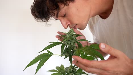 Hermoso-Hombre-Caucásico-Feliz-Oliendo-La-Planta-De-Cannabis-Y-Sonriendo-En-Casa