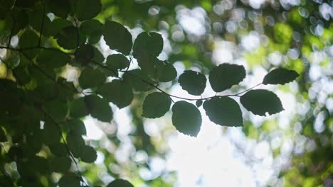 hojas del bosque a la luz del sol